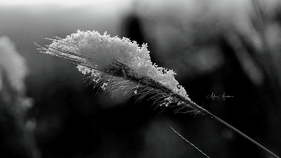 mikemason.photography20210215_081549