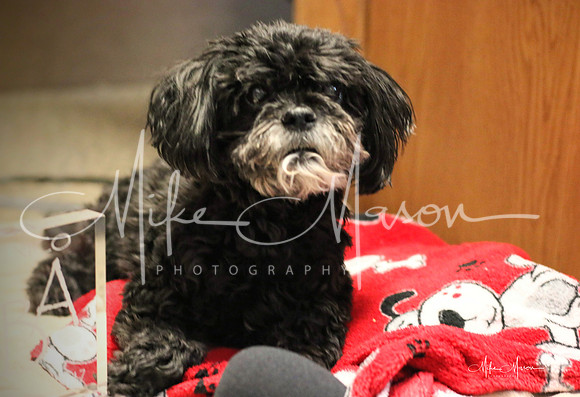 LogoLicious_20180607_161323