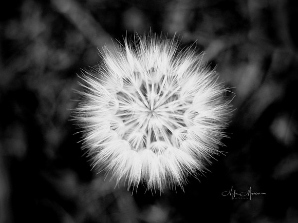 LogoLicious_20181011_141259