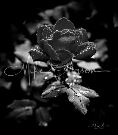LogoLicious_20181020_161201~2