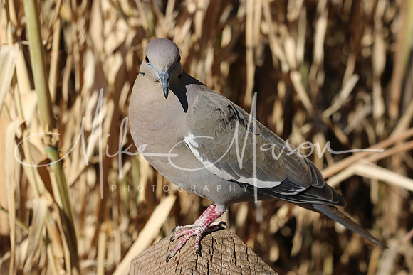 20190301164922_IMG_0248