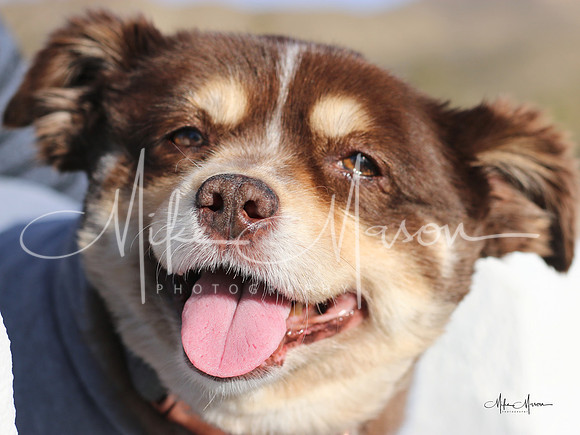 LogoLicious_20200104_185114